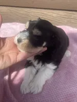 Lilly, a female Miniature Schnauzer for sale in Cohutta, GA – 4 of 7