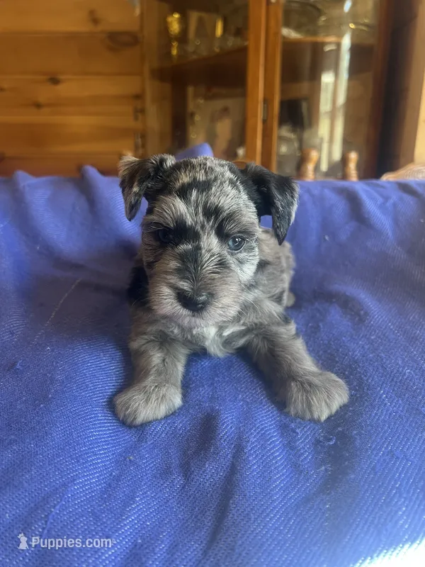 Mac – Miniature Schnauzer puppy for sale in Cohutta, GA