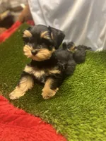 Lizzy, a female Miniature Schnauzer for sale in Cohutta, GA – Photo 2 of 5