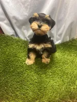 Lizzy, a female Miniature Schnauzer for sale in Cohutta, GA – Photo 4 of 5