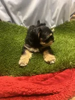 Lizzy, a female Miniature Schnauzer for sale in Cohutta, GA – Photo 5 of 5