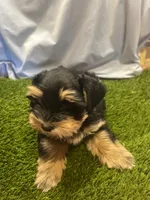 Lizzy, a female Miniature Schnauzer for sale in Cohutta, GA – Photo 3 of 5