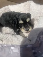 Penny, a female Miniature Schnauzer for sale in Cohutta, GA – 2 of 7
