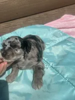Mac, a male Miniature Schnauzer for sale in Cohutta, GA – 5 of 5