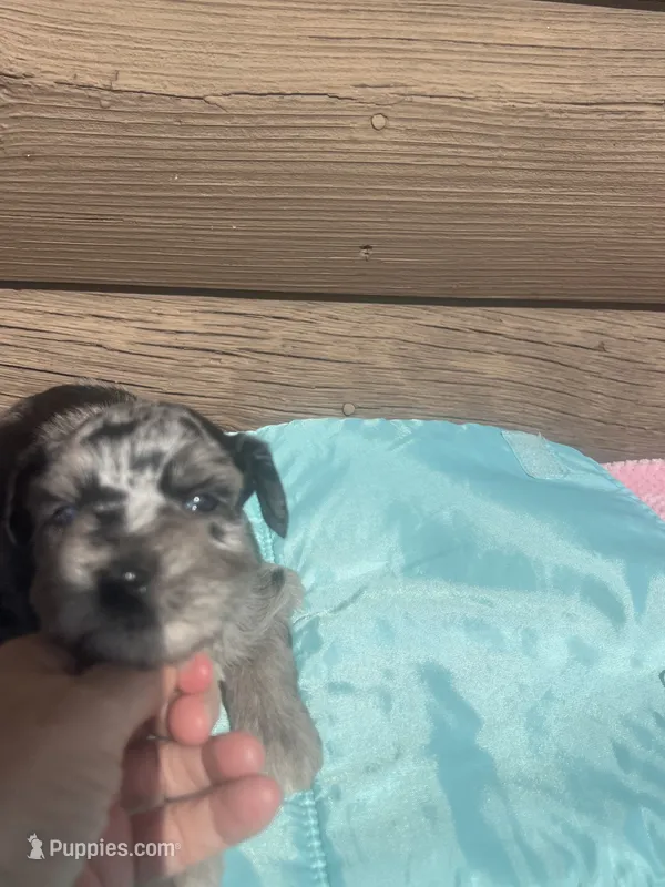 Mac – Miniature Schnauzer puppy for sale in Cohutta, GA