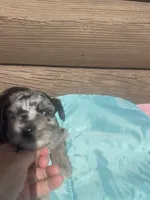 Mac, a male Miniature Schnauzer for sale in Cohutta, GA – 1 of 5