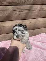 Luna, a female Miniature Schnauzer for sale in Cohutta, GA – 4 of 7