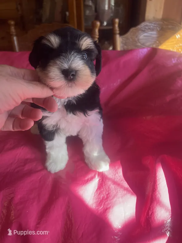 Lilly – Miniature Schnauzer puppy for sale in Cohutta, GA