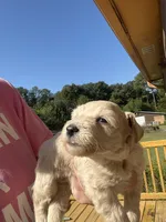 Tinker, a female Miniature Schnauzer for sale in Cohutta, GA – 2 of 5
