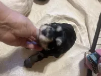 Penny, a female Miniature Schnauzer for sale in Cohutta, GA – 6 of 7
