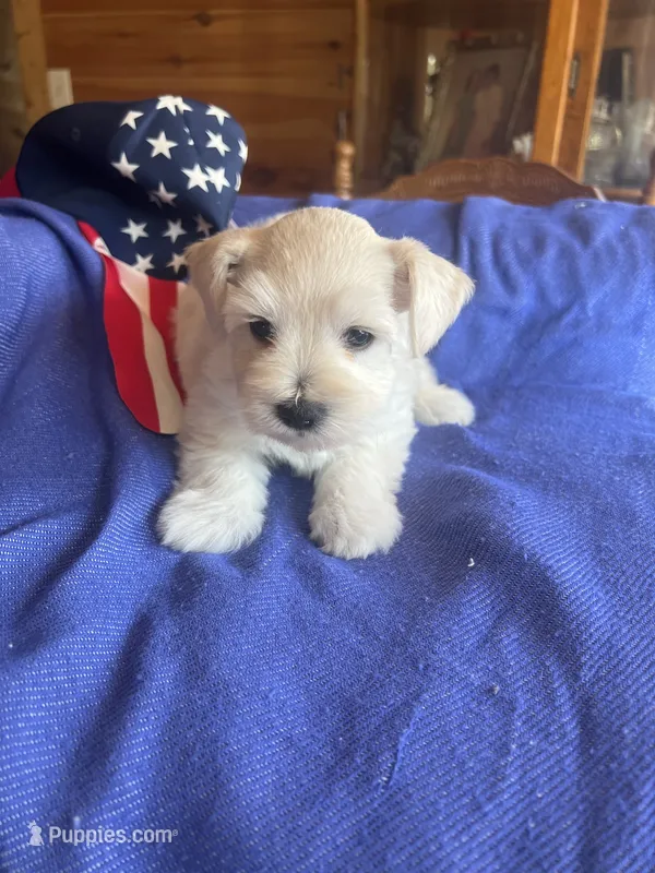 Isac – Miniature Schnauzer puppy for sale in Cohutta, GA