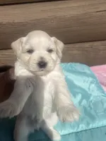 Isac, a male Miniature Schnauzer for sale in Cohutta, GA – 2 of 6