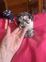 Luna SOLD, a female Miniature Schnauzer for sale in Cohutta, GA – 10 of 10