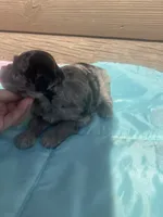 Mac, a male Miniature Schnauzer for sale in Cohutta, GA – 2 of 5
