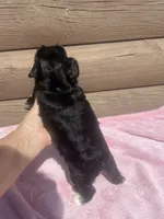 Lilly, a female Miniature Schnauzer for sale in Cohutta, GA – 5 of 7