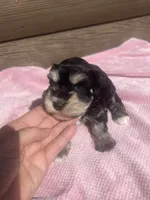 Kerry, a female Miniature Schnauzer for sale in Cohutta, GA – 2 of 6