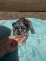 Mac, a male Miniature Schnauzer for sale in Cohutta, GA – 4 of 5