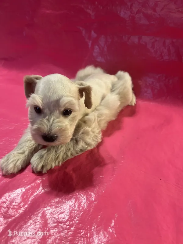 Tinker – Miniature Schnauzer puppy for sale in Cohutta, GA