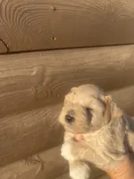 Mercy, a female Miniature Schnauzer for sale in Cohutta, GA – 4 of 4