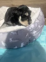Penny, a female Miniature Schnauzer for sale in Cohutta, GA – 4 of 7