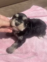 Kerry, a female Miniature Schnauzer for sale in Cohutta, GA – 5 of 6