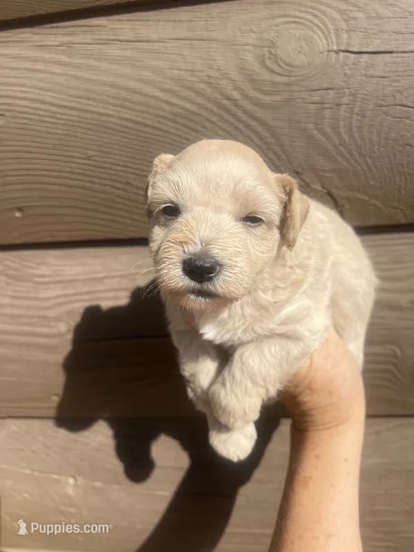 Tinker – Miniature Schnauzer puppy for sale in Cohutta, GA