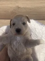 Grace, a female Miniature Schnauzer for sale in Cohutta, GA – 3 of 4