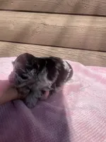 Luna, a female Miniature Schnauzer for sale in Cohutta, GA – 7 of 7