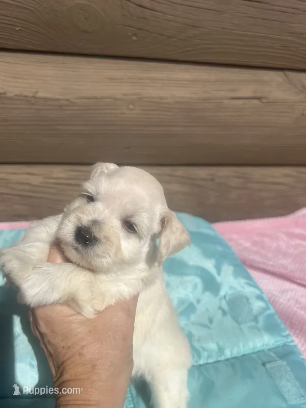 Isac – Miniature Schnauzer puppy for sale in Cohutta, GA