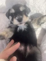 Billy, a male Miniature Schnauzer for sale in Cohutta, GA – 2 of 5