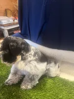 Amos, a male Miniature Schnauzer for sale in Cohutta, GA – Photo 6 of 8