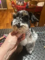 Amos, a male Miniature Schnauzer for sale in Cohutta, GA – Photo 2 of 8