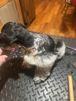 Amos, a male Miniature Schnauzer for sale in Cohutta, GA – Photo 3 of 8