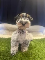 Amos, a male Miniature Schnauzer for sale in Cohutta, GA – Photo 7 of 8