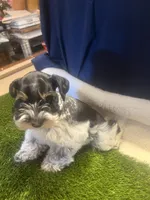 Amos, a male Miniature Schnauzer for sale in Cohutta, GA – Photo 4 of 8