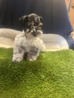 Amos, a male Miniature Schnauzer for sale in Cohutta, GA – Photo 8 of 8