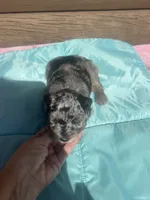 Mac, a male Miniature Schnauzer for sale in Cohutta, GA – 3 of 5