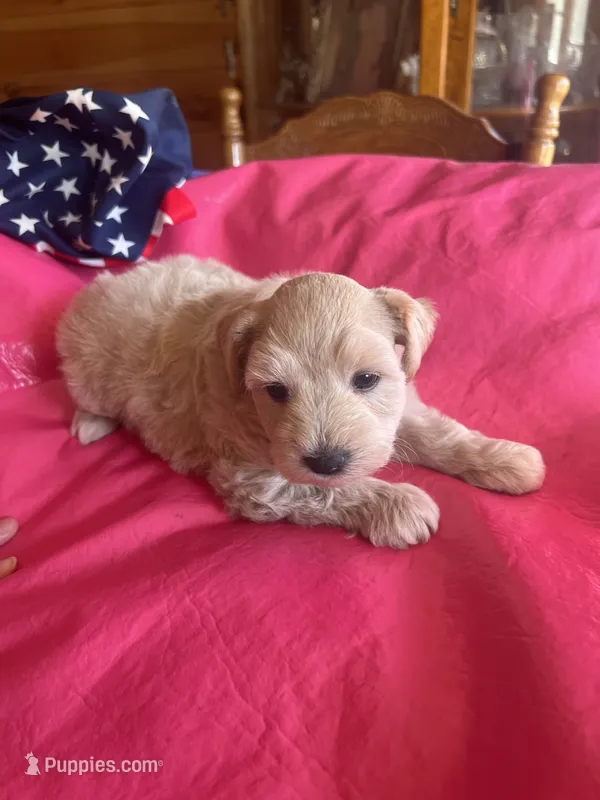 Grace – Miniature Schnauzer puppy for sale in Cohutta, GA