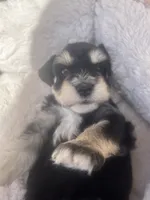 Billy, a male Miniature Schnauzer for sale in Cohutta, GA – 1 of 5