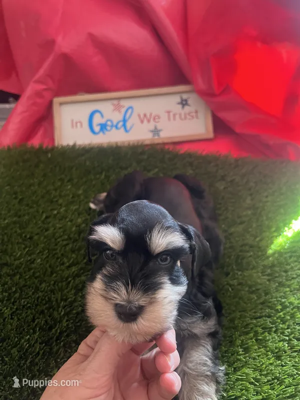 Penny – Miniature Schnauzer puppy for sale in Cohutta, GA