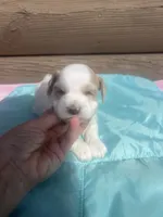 Markus, a male Miniature Schnauzer for sale in Cohutta, GA – 3 of 6