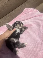 Kerry, a female Miniature Schnauzer for sale in Cohutta, GA – 6 of 6