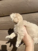 Tinker, a female Miniature Schnauzer for sale in Cohutta, GA – 5 of 5