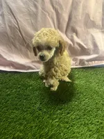 Poodle, a female Poodle - Toy  for sale in Cohutta, GA – Photo 5 of 8