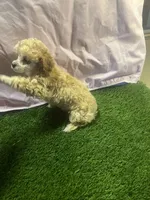 Poodle, a female Poodle - Toy  for sale in Cohutta, GA – Photo 7 of 8