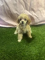 Poodle, a female Poodle - Toy  for sale in Cohutta, GA – Photo 4 of 8