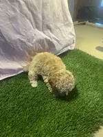 Poodle, a female Poodle - Toy  for sale in Cohutta, GA – Photo 6 of 8