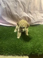 Poodle, a female Poodle - Toy  for sale in Cohutta, GA – Photo 8 of 8