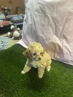 Poodle, a female Poodle - Toy  for sale in Cohutta, GA – Photo 3 of 8