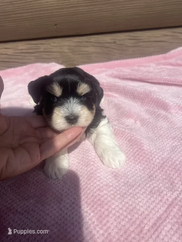 Lilly – Miniature Schnauzer puppy for sale in Cohutta, GA
